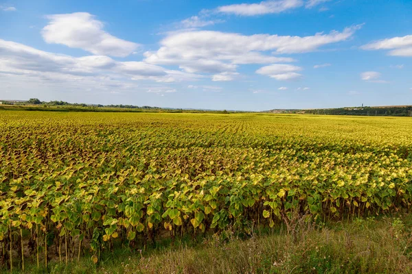 Reifes Sonnenblumenfeld Landwirtschaftliche Flächen Hintergrund Mit Kopierraum Für Text Oder — Stockfoto