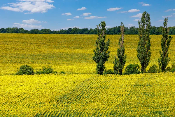 Eastern Europe nature. Endless fields with selective focus. Landscape background with copy space for text or lettering