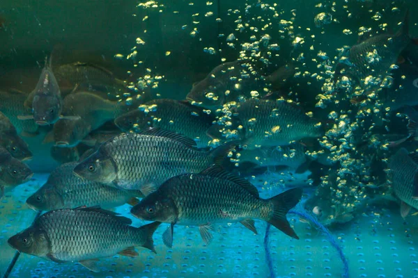 Verse Levende Vis Een Supermarkt Aquarium Selectieve Focusachtergrond Met Kopieerruimte — Stockfoto