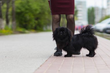 Pekin cinsinin siyah iç dekoratif köpeği. Metin için kopyalama alanı olan arkaplan