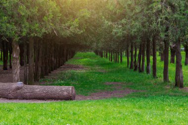 Ekme ya da yapay orman. Metin veya harf için kopyalama alanı olan peyzaj arkaplanı.
