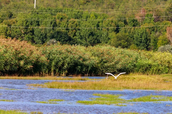 Természetes Lápvidék Vadvilággal Természetes Élőhelyükön Szelektív Fókusz Háttér Szöveges Vagy — Stock Fotó