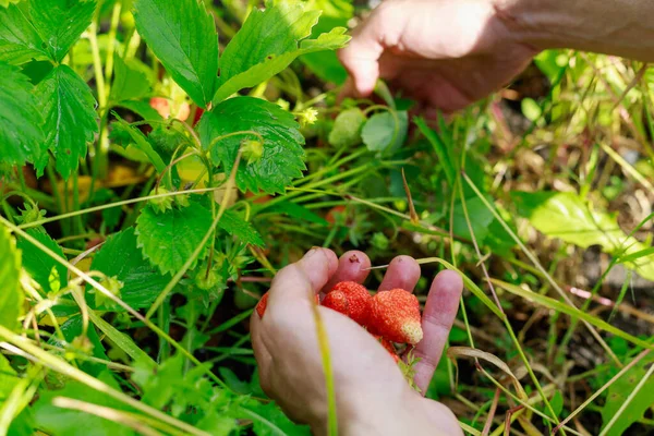 农民们手拿着花园里的草莓 没有杀虫剂的自然生态友好型浆果 带有文本复制空间的背景 — 图库照片
