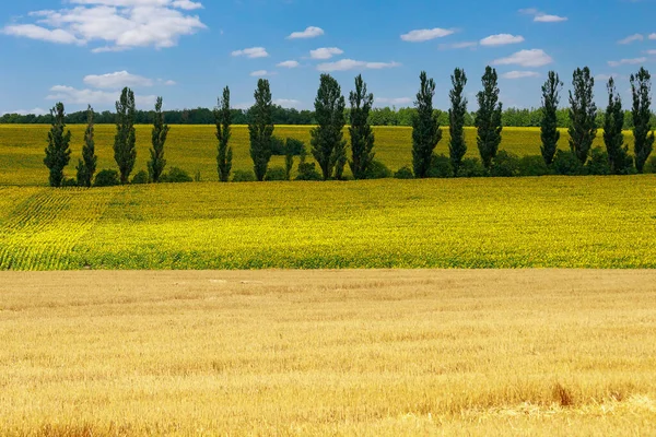 Osteuropäische Natur Endlose Felder Mit Selektivem Fokus Landschaftshintergrund Mit Kopierraum — Stockfoto