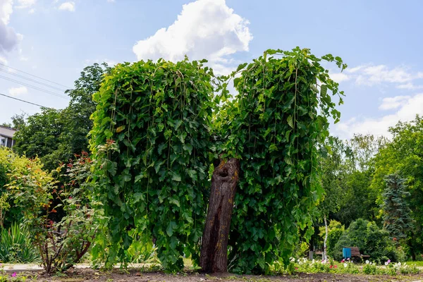 Alberi Decorativi Nel Parco Cittadino Sfondo Con Spazio Copia Testo — Foto Stock