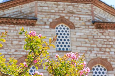 Pink blooms in focus against historic brick architecture with arched windows.