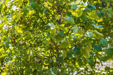Dense green foliage of platanus tree with spherical seed pods in natural sunlight.
