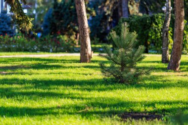 Vibrant green park with young pine tree and sunlit grass.