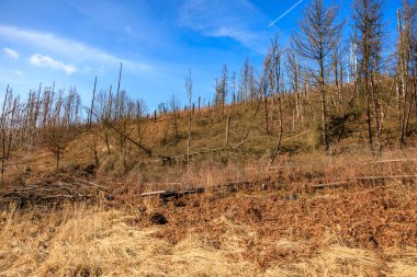 Yanan ağaçlar ve mavi gökyüzü ile orman manzarası.