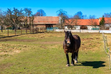 Brown horse grazing in rural farm pasture with trees and barns under clear blue sky.
