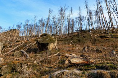 Çıplak ağaçlar ve düşmüş kütükler mavi gökyüzünün altındaki kayalık orman yamacında.