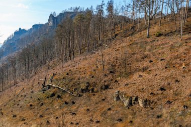 Sonbaharda engebeli ağaçlar ve kayalarla birlikte orman yeniden büyür..