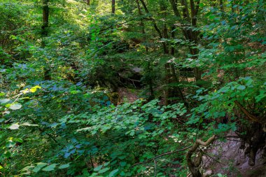 A lush green forest with a lot of trees and bushes. The trees are tall and the leaves are green. The forest is full of life and is a beautiful sight to behold