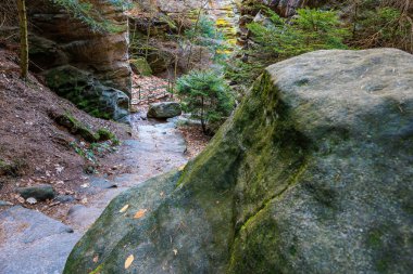 Mossy rock pathway in forested canyon with tall trees and rustic steps.