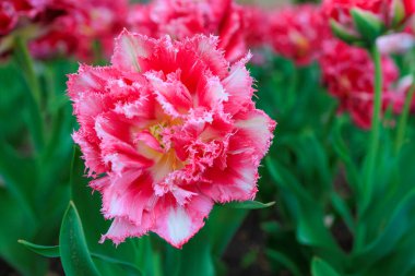 Çiçekli yatak lalelerinde çiçekler. Şehir çevresini yeşillendiriyor. Seçici odak ve kopyalama alanı olan arkaplan