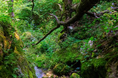 A mossy forest with a stream running through it. The moss is covering the rocks and the trees