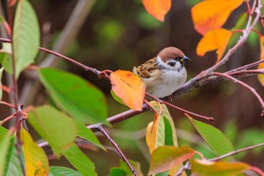 Küçük kahverengi bir kuş bir ağacın dalına tünemiştir. Kuş kahverengi ve beyaz renktedir.