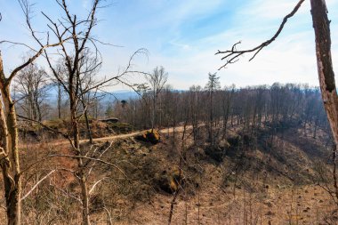 Forest path through leafless trees in hilly landscape under clear sky.
