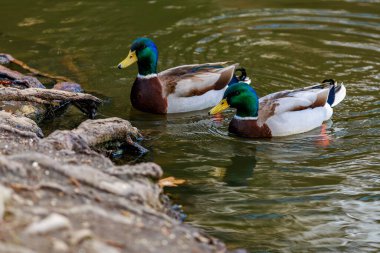 Pair of mallard ducks swimming in a serene pond.