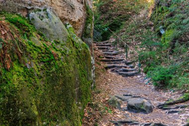Mossy forest pathway with stone steps and lush greenery.