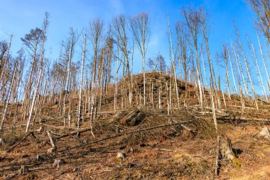 Çıplak ağaçlarla ve açık mavi gökyüzüyle ormansız bir yamaçta.