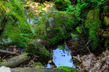 Yosunlu bir kaya su ve bitkilerle çevrilidir. Su yosunları ve bitkileri yansıtıyor. Huzurlu ve huzurlu bir atmosfer yaratıyor.