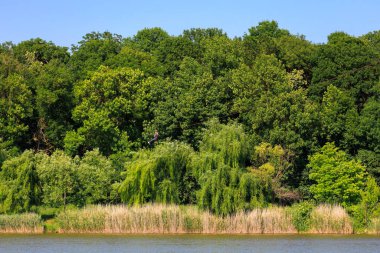 Güneşli bir günde yemyeşil orman ve sakin göl manzarası. 7 Haziran 2025 Hincesti Moldova.