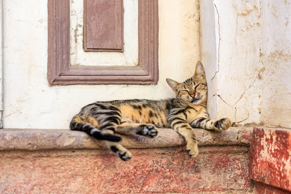 Rahatlamış tekir kedi güneşli şehir ortamında kırsal kayalıklarda uyuyor..