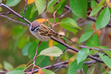 Küçük kahverengi bir kuş bir ağacın dalına tünemiştir. Kuş kahverengidir ve siyah bir kafası vardır. Ağaç yeşil yapraklarla dolu ve kuş onlarla çevrili.