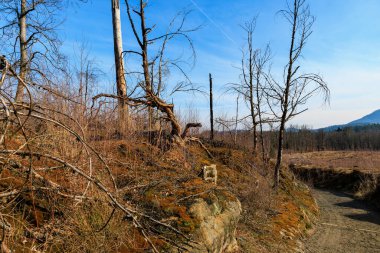 Çorak ağaçlar ve açık gökyüzünün altındaki kayalık araziyle ıssız bir arazi..