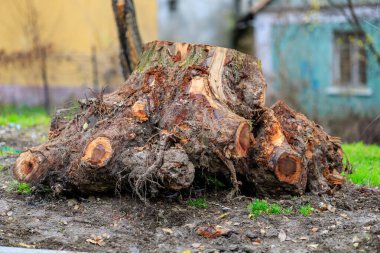 Şehir arka bahçesinde çimlerin üzerinde büyük ağaç kütüğü.