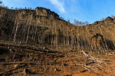 Mavi gökyüzünün altında enkaz ve ağaçlar olan çorak bir dağ..