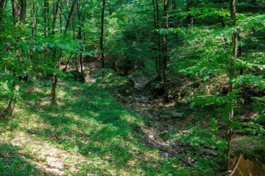 İçinden akarsu akan bir orman. Güneş ışığı ağaçların arasından parlıyor. Huzurlu ve huzurlu bir atmosfer yaratıyor.
