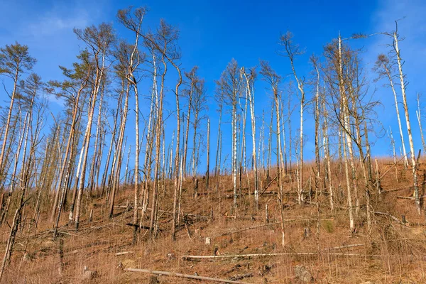 Açık mavi gökyüzünün altında ağaçsız, ormansız bir arazi..