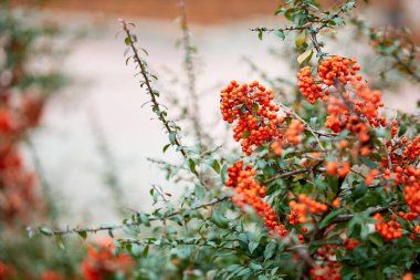 Kırmızı böğürtlenli Bush tam çiçek açmış. Böğürtlenlerin parlak kırmızı rengi yeşil yapraklarla çelişiyor, canlı ve canlı bir sahne yaratıyor. Tazelik ve canlılık kavramı