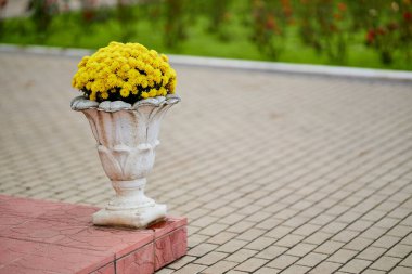 Sarı çiçeklerle dolu beyaz vazo tuğla bir geçitte duruyor. Huzurlu ve huzurlu bir sahne.