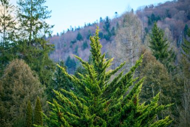 Dağlık orman manzarasında yemyeşil kozalaklı ağaç.