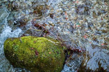 Su ve çakıl taşlarıyla çevrili temiz derede yosun kaplı kayalar..