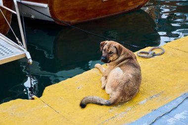 Kahverengi köpek sarı iskelede demirli teknelerin yanında dinleniyor..