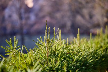 Güneşli ormanda köknar ağacının dallarına yakın çekim.