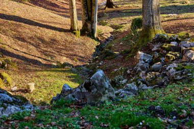 Tranquil forest stream in moss-covered landscape with sunlit trees and rocks.