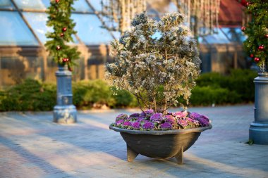 Saksı bitkisi ve şenlikli açık hava elementleriyle dekoratif bahçe..