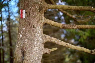 Ağaç gövdesinde orman izleri ve doğal ağaçlık alanda dallar var..