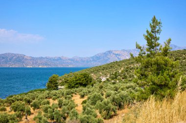 Bafa Gölü kıyısındaki yemyeşil zeytin koruluğunun manzarası..