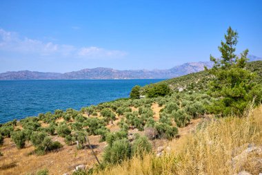 Zeytin koruluğu ve mavi denizle Akdeniz manzarası.