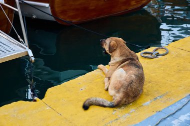 Kahverengi köpek sarı rıhtımda dinleniyor sakin su ve teknelerin yanında.