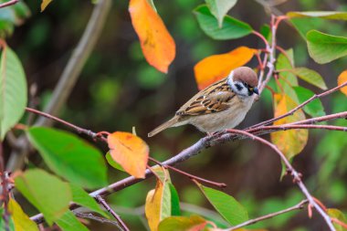 Küçük kahverengi bir kuş bir ağacın dalına tünemiştir. Kuş siyah gagalı kahverengi ve beyazdır. Ağaç yapraklarla çevrili ve kuş yapraklarla kaplı bir dalda oturuyor.