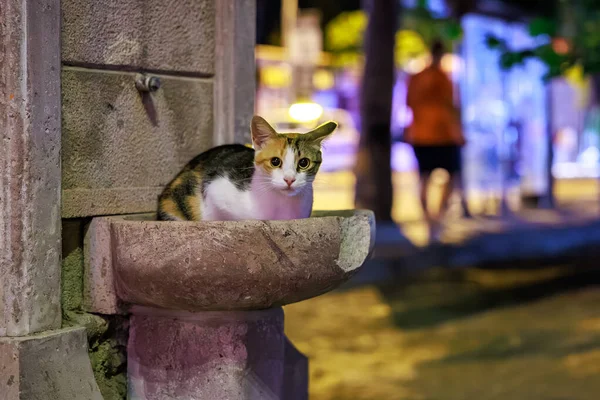 Kentsel akşam sahnesinde taş çeşmenin üzerinde dinlenen Calico kedisi..