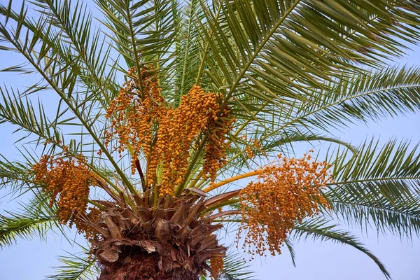 Hurma ağaçları masmavi gökyüzüne yaslanır..