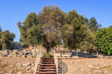Tarihi bir manzaradaki görkemli bir ağacın altındaki antik kalıntılar ve taş merdiven. 8 Ağustos 2025, 2 Didim Türkiye.